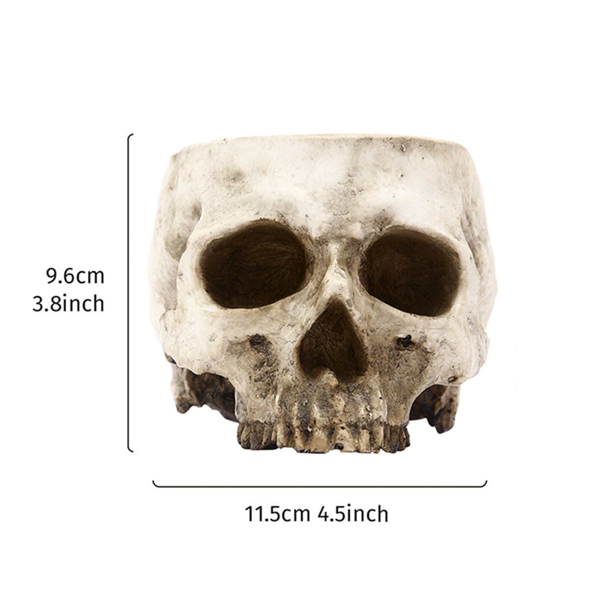 1PC, Creative Skull Flowerpot, - Snake Plant Ceramic 评论和价格