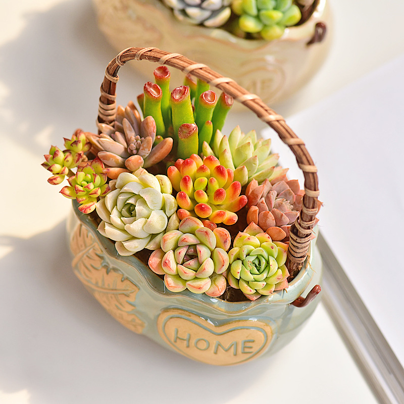 Nordic Style Ceramic Basket Su - Snake Plant Ceramic 评论和价格