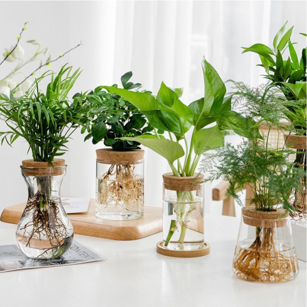 Transparent Hydroponic Flower  - Snake Plant Ceramic 评论和价格