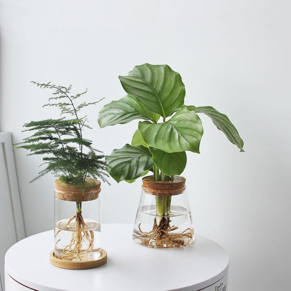 Transparent Hydroponic Flower  - Snake Plant Ceramic 评论和价格