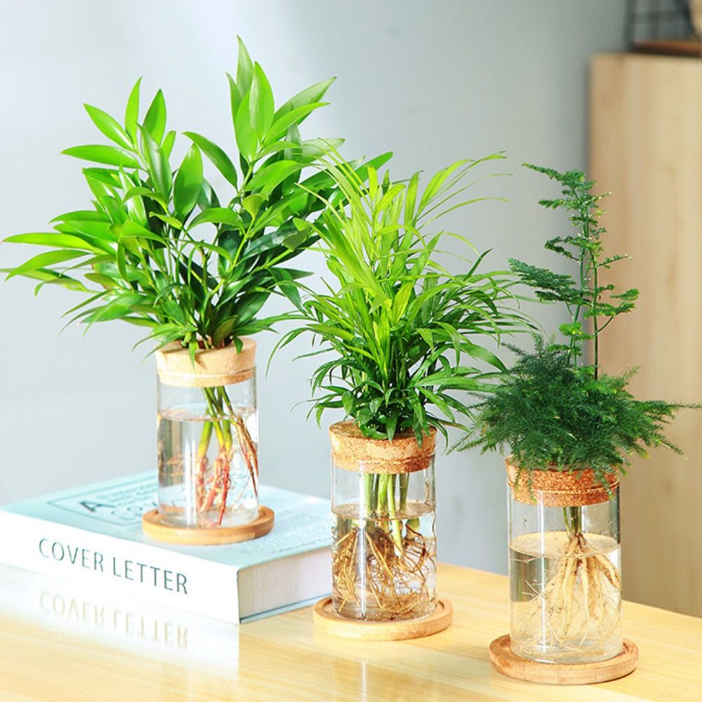 Transparent Hydroponic Flower  - Snake Plant Ceramic 评论和价格