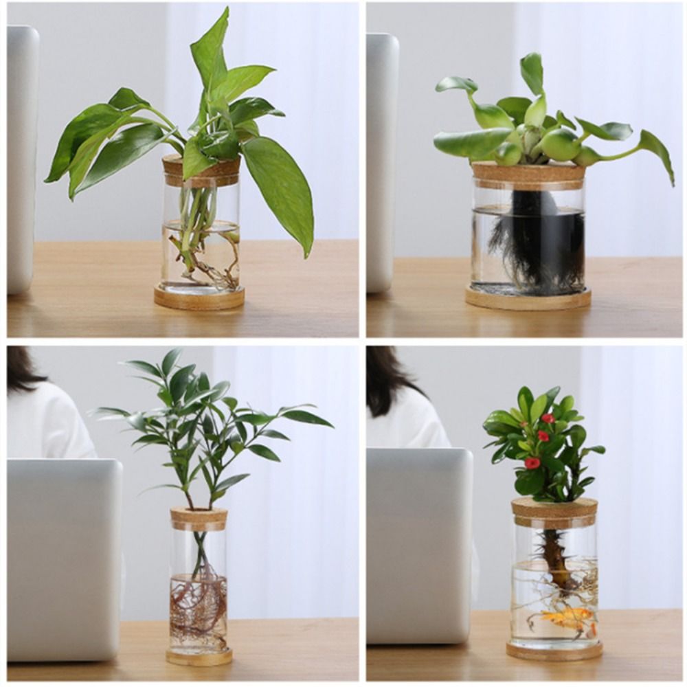 Transparent Hydroponic Flower  - Snake Plant Ceramic 评论和价格