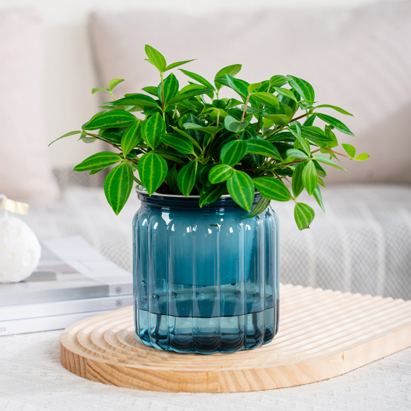 Elegant Self Watering Planter  - Snake Plant Ceramic 评论和价格