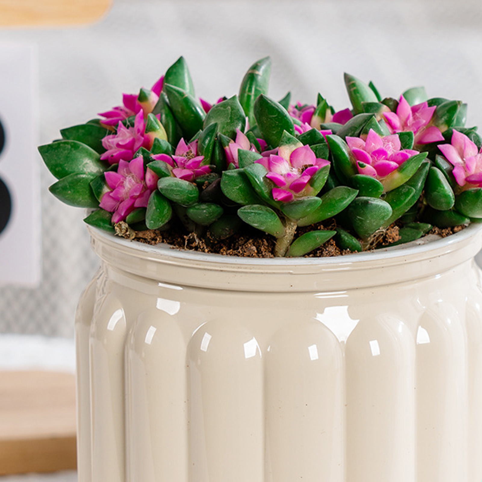 Elegant Self Watering Planter  - Snake Plant Ceramic 评论和价格